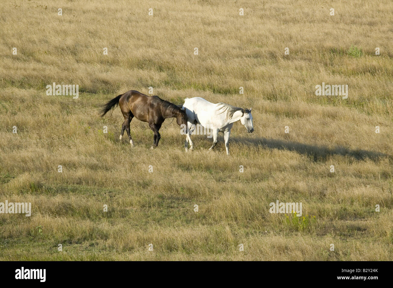 Pferde grasen in der Nähe von niedrigeren Brule, South Dakota Stockfoto
