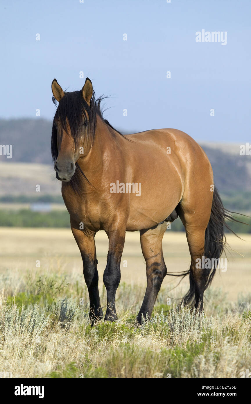 Pferd, bekannt als "Casanova", eines der Wildpferde in den Black Hills Wild Horse Sanctuary, SD Stockfoto