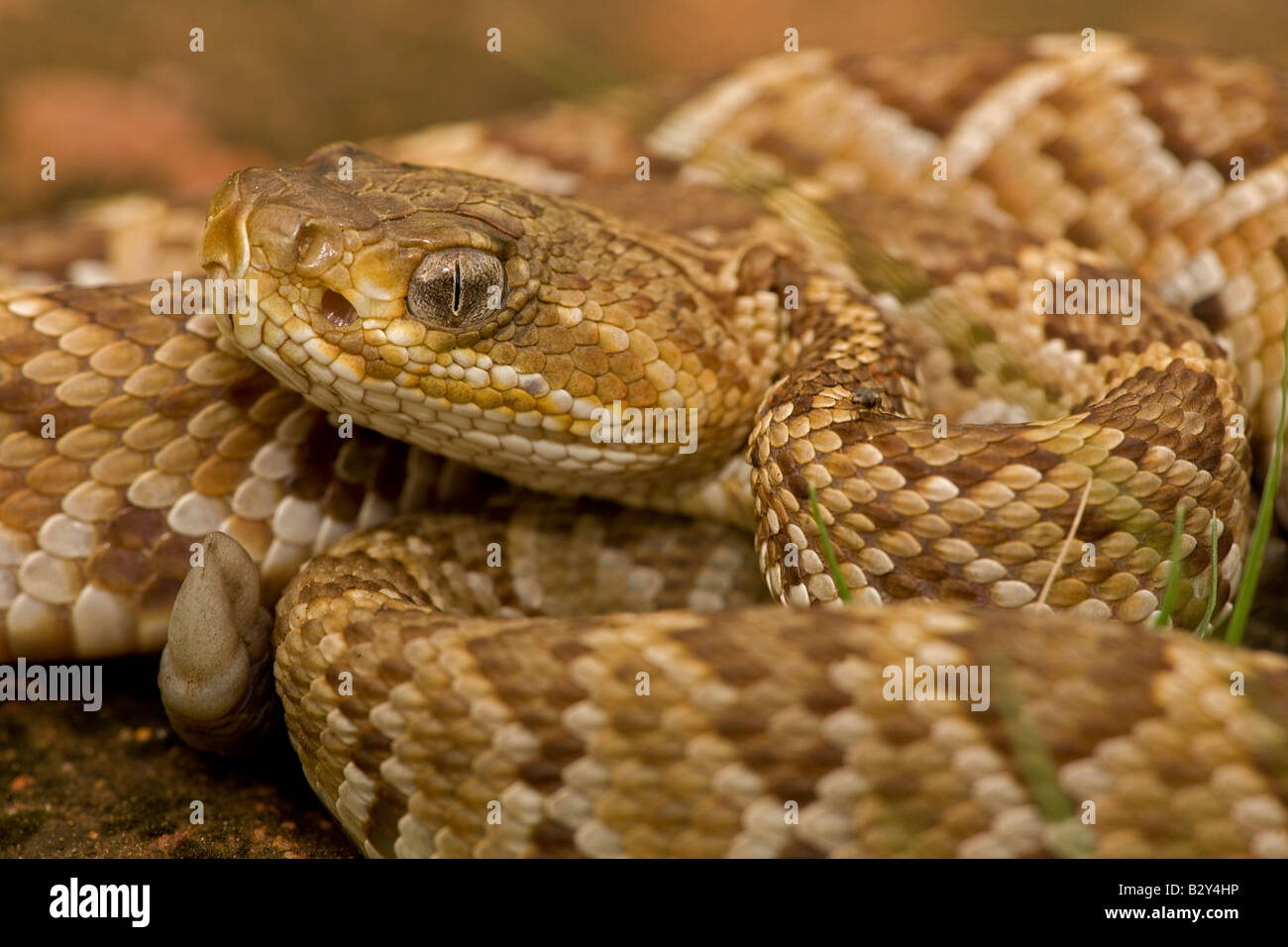 Mexikanische Westküste Klapperschlange [Crotalus Basiliskos] Alamos - Sonora - Mexiko - Neugeborene mit nur Ende Skala oder Schaltfläche "Rattles" Stockfoto