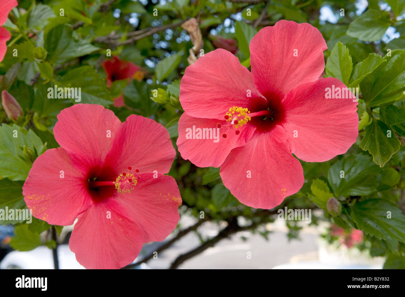 Hibiskus-malvaceae Stockfoto