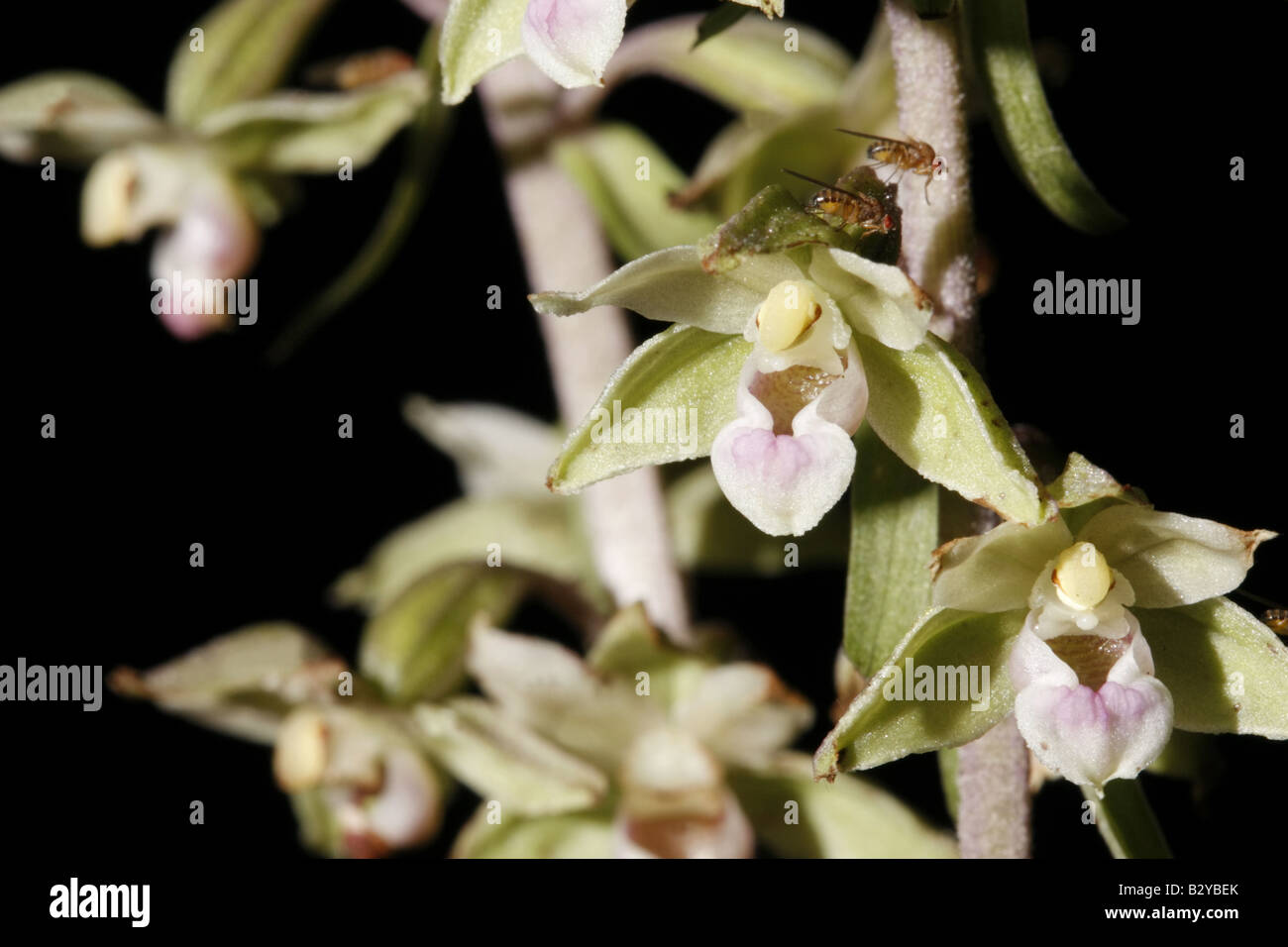 Nahaufnahme des violetten Helleborine, Epipactis purpurata Stockfoto