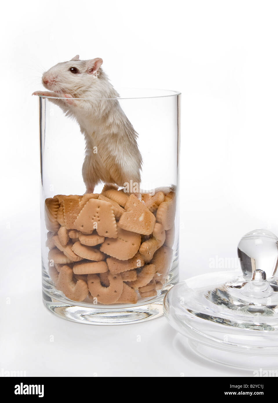 Kleine weiße Ratte fand seinen Weg in der Keksdose Stockfoto