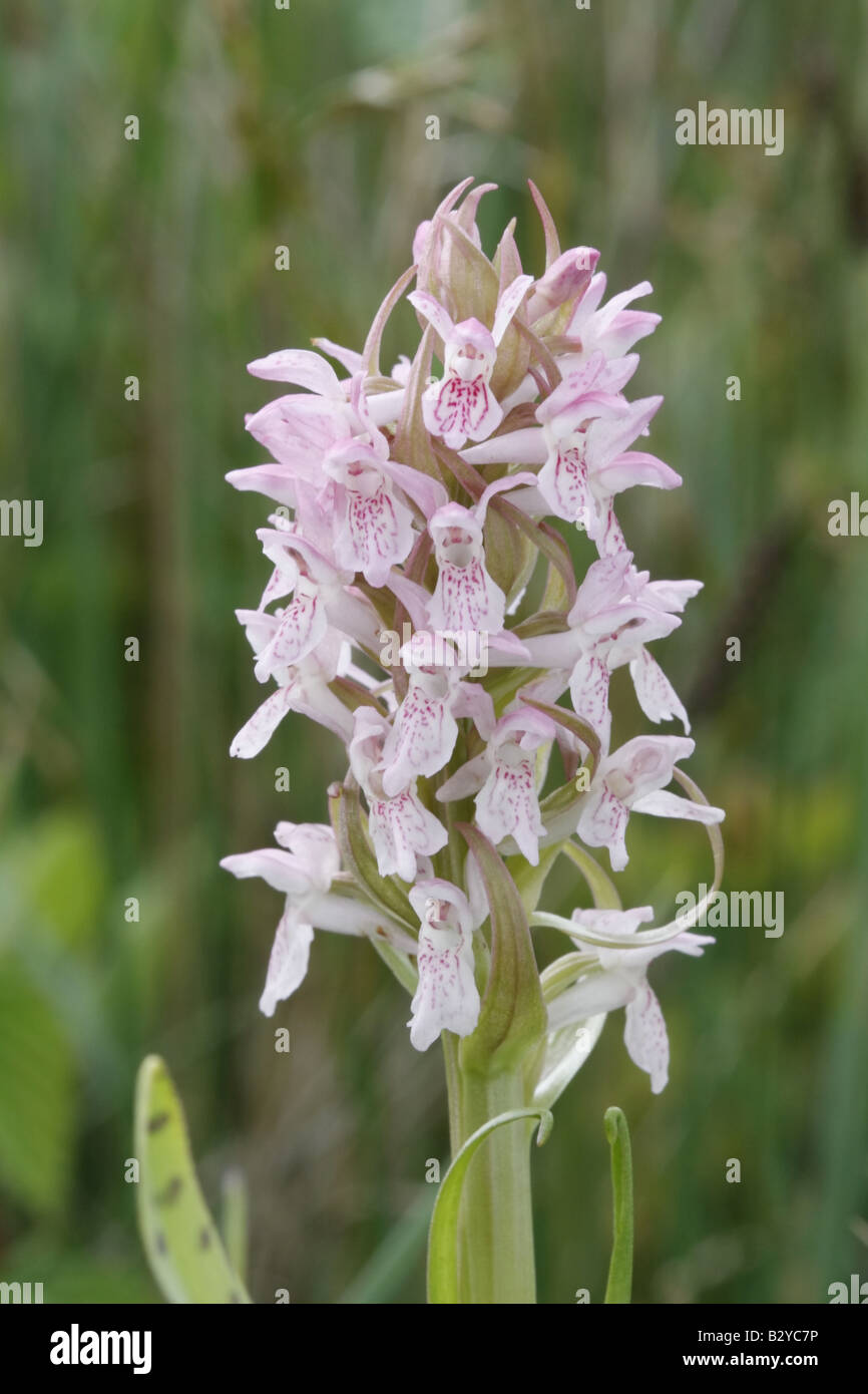 Frühe Marsh Orchideen, Dactylorhiza Wurzelsud Stockfoto