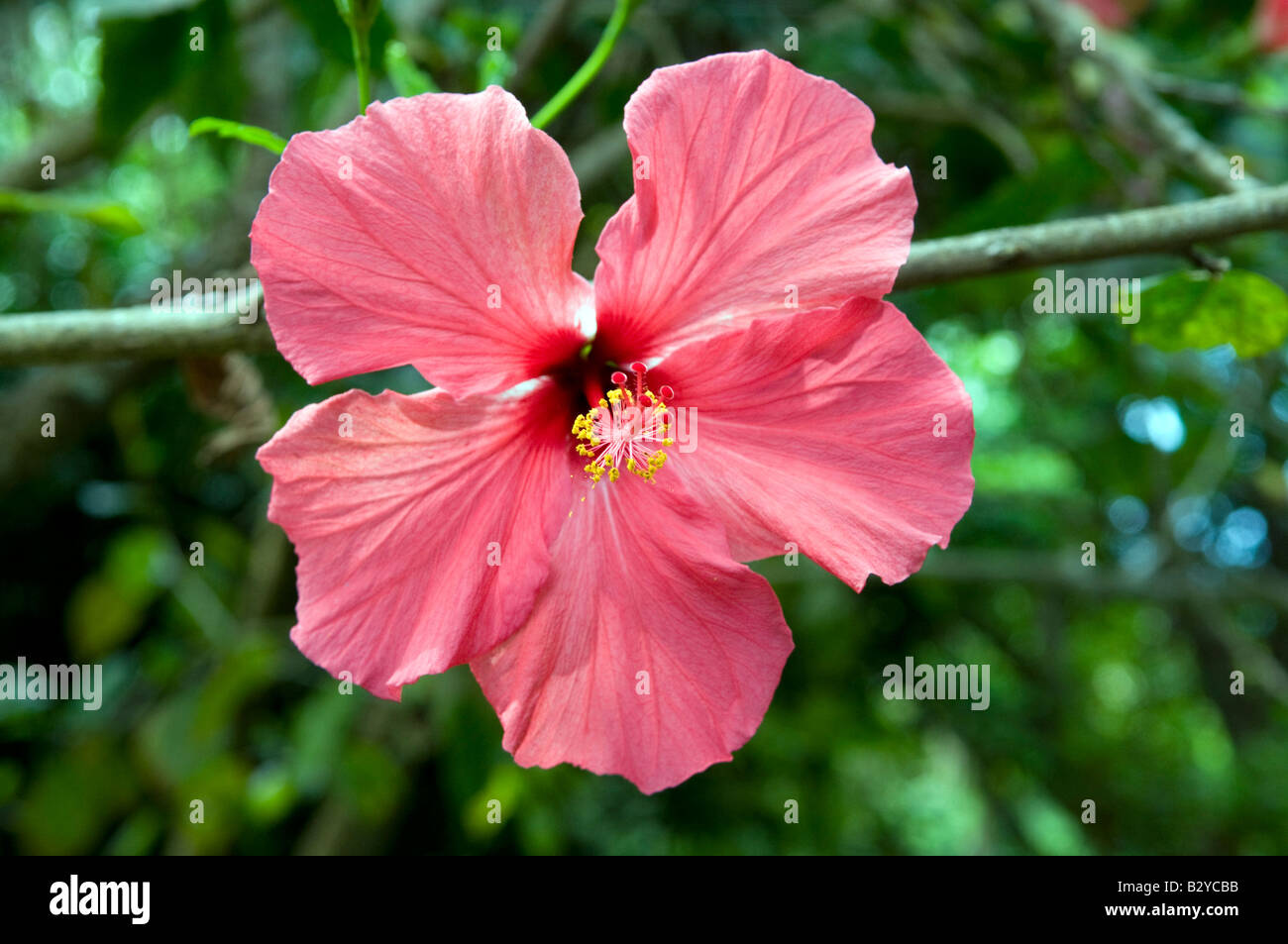 Hibiskus Malvaceae "Rosa-Sinenis' The President Stockfoto