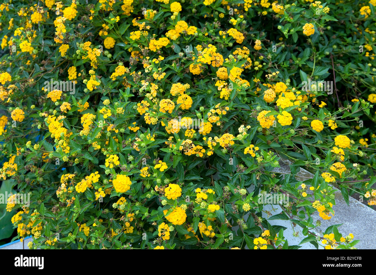 Verbena X hybrida 'Showtime' Stockfoto