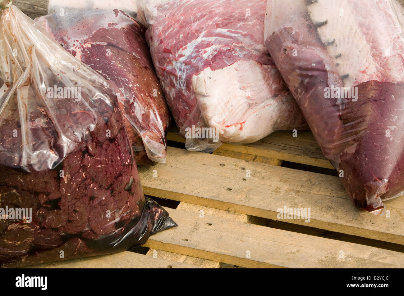 Robbenfleisch in einer Tasche am Kai bei Ilulissat in Grönland das Siegel ein Inuit-Jäger erschossen wurde Stockfoto