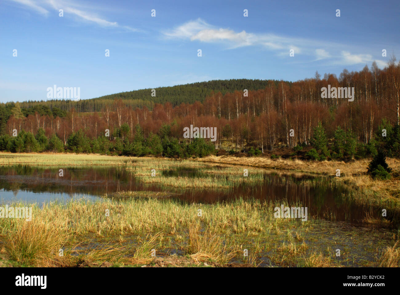 Man auf dem Glen Tanar Anwesen in Aberdeenshire Nordosten Schottlands Stockfoto