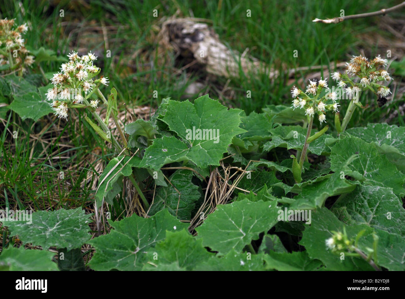 Weiße Pestwurz Petasites Hybridus Albus in einem wilden Garten in Süd-Ost-Schottland Stockfoto