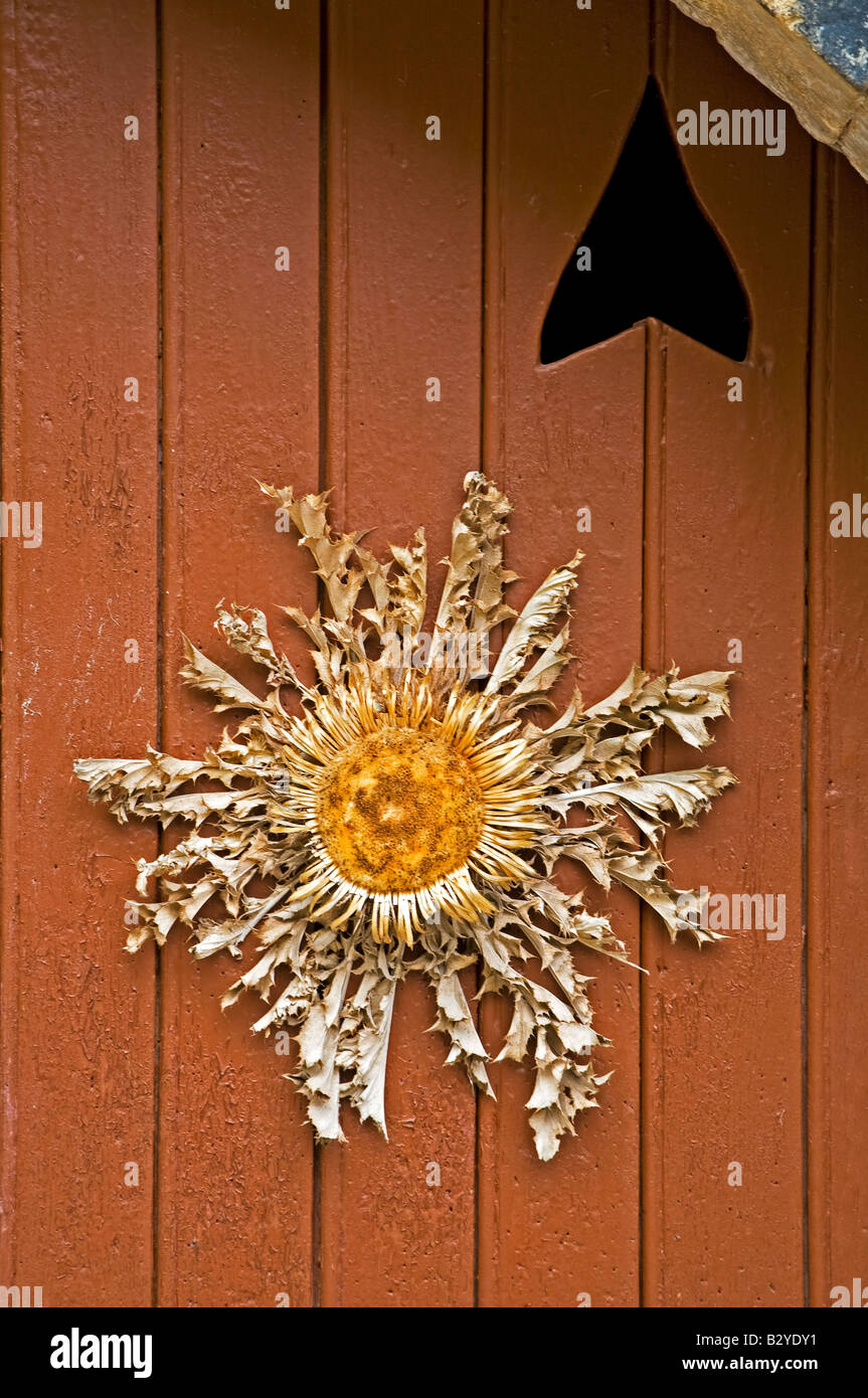 Getrocknete Sonnenblume vor Der Tür, St Guilhem le Desert, Languedoc-Roussillon, Frankreich Stockfoto