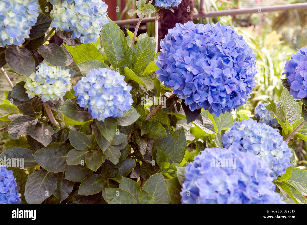 Hortensie Hydrangeaceae "Blue Wave" Stockfoto