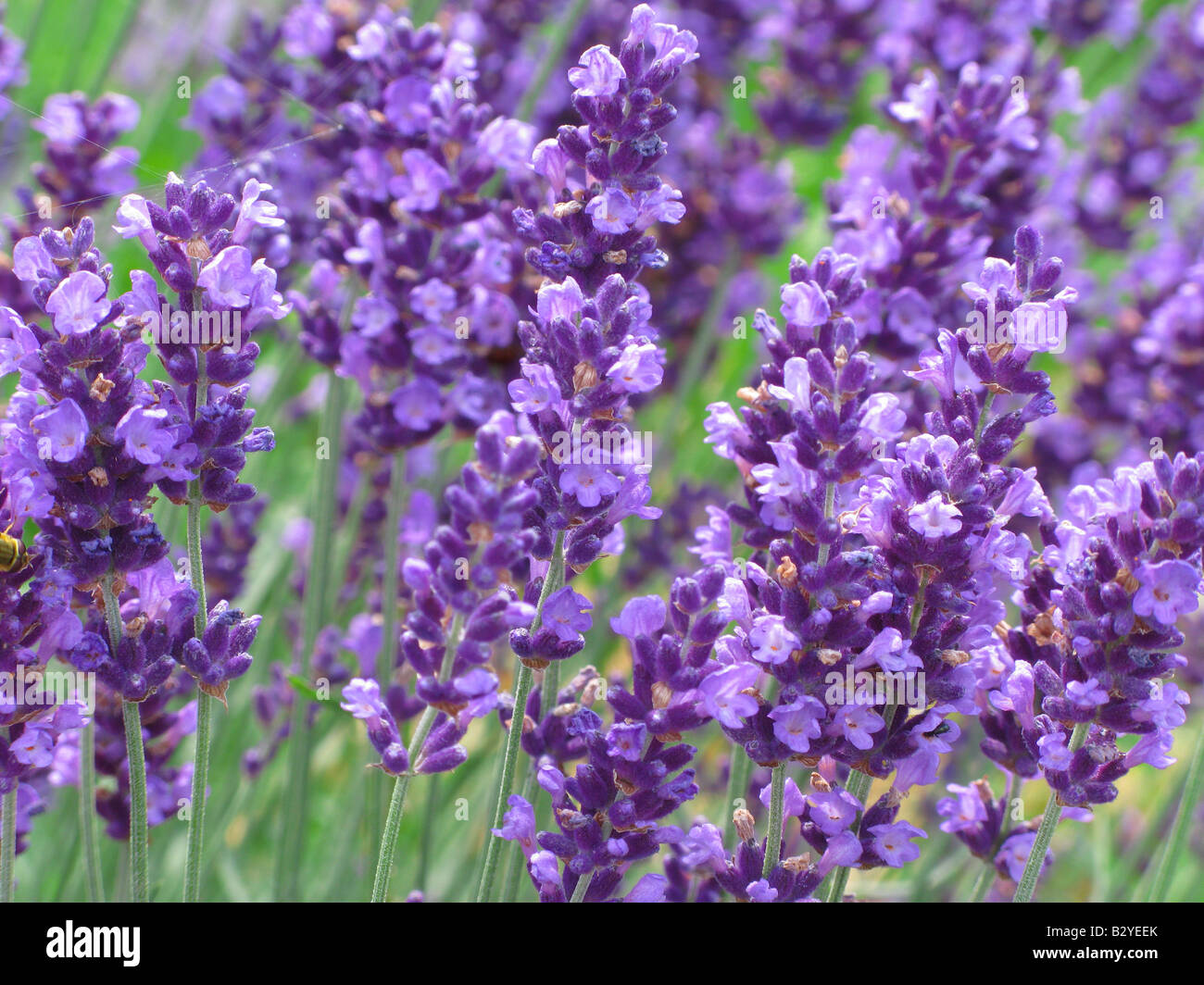 Lavendel Blumen Blüte Lavandula angustifolia Stockfoto