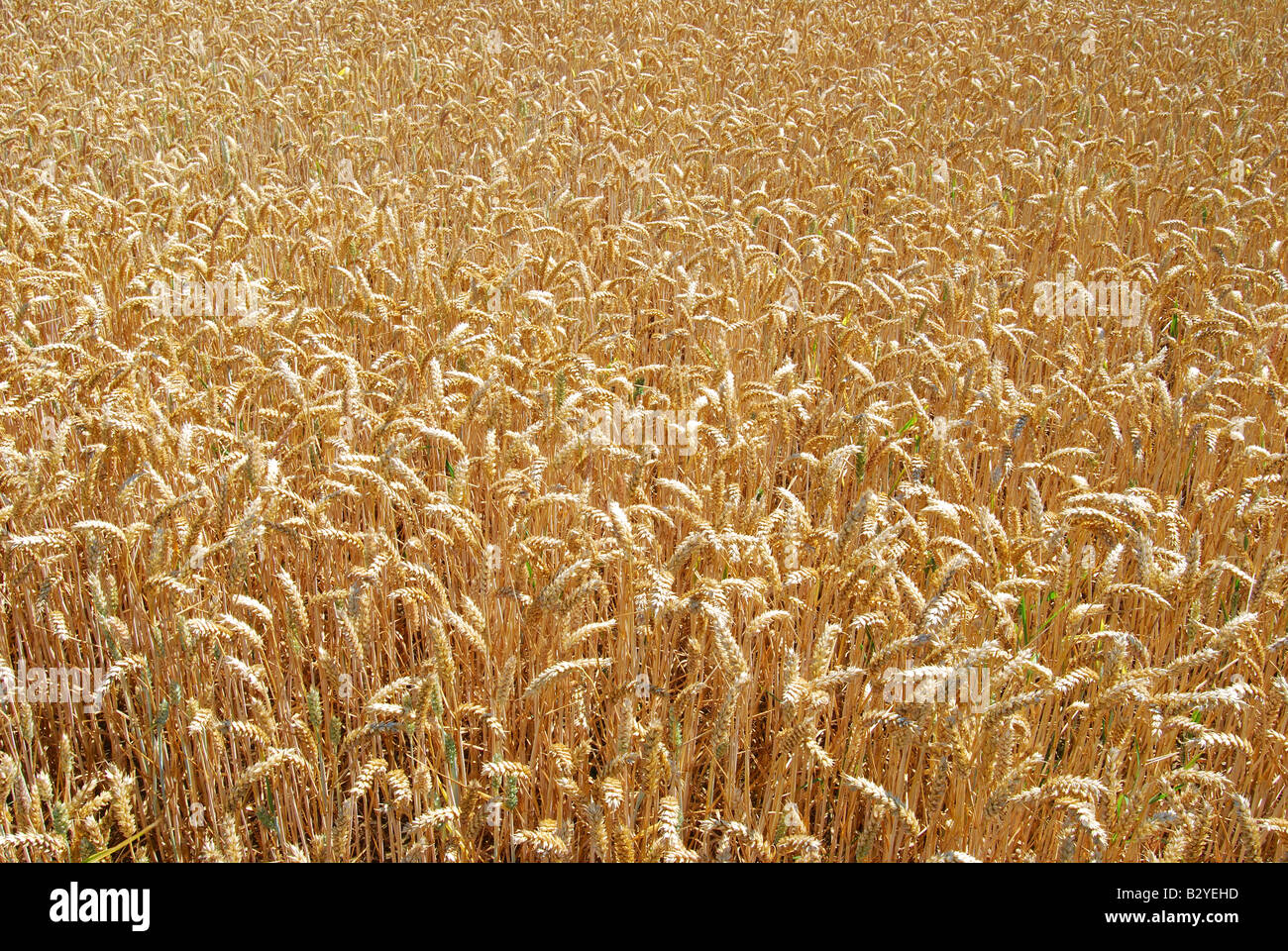 Weizenfeld in Sommer, Suffolk, England, Vereinigtes Königreich Stockfoto