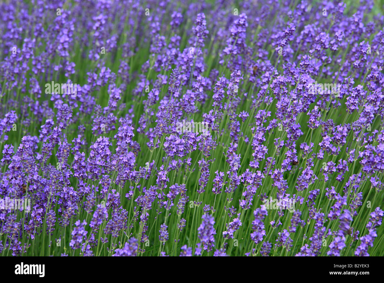 Lavendel Blumen Blüte Lavandula angustifolia Stockfoto