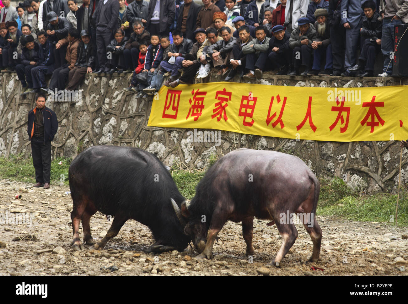 Stierkampf in der Provinz Guizhou, China Stockfoto