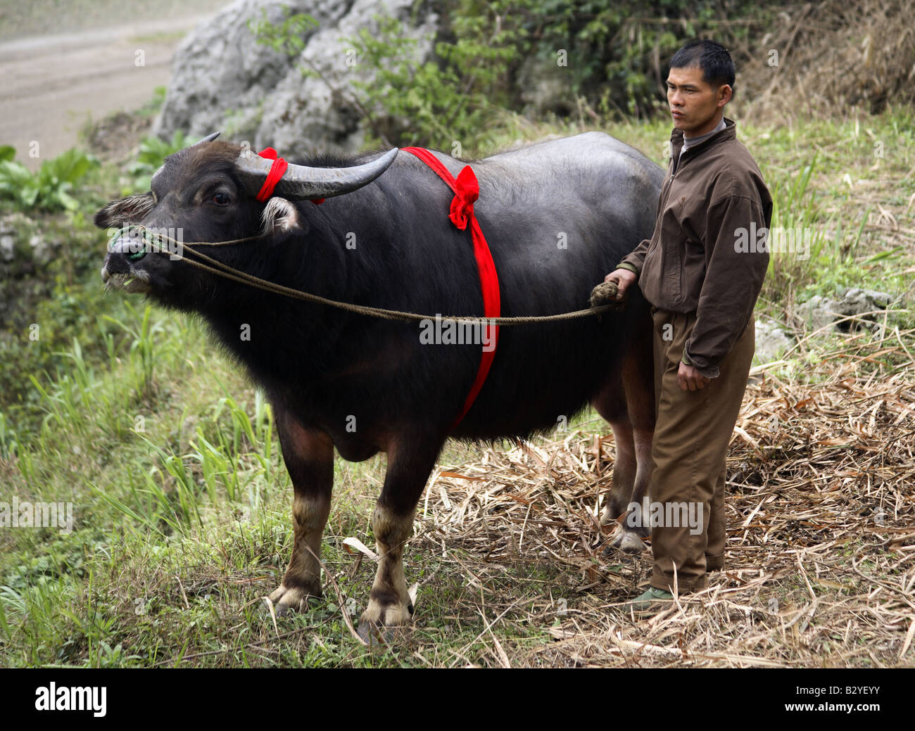 Chinesische Bauern geht auf einen Stierkampf Stockfoto