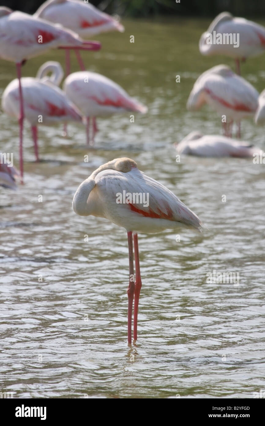 Größere Flamingo Phoenicopterus Ruber ruhen Camargue-Frankreich Stockfoto