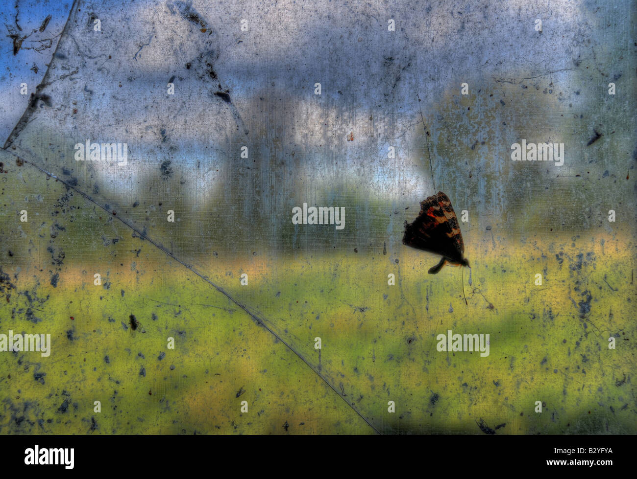 Toten Schmetterling auf einem Fenster Stockfoto