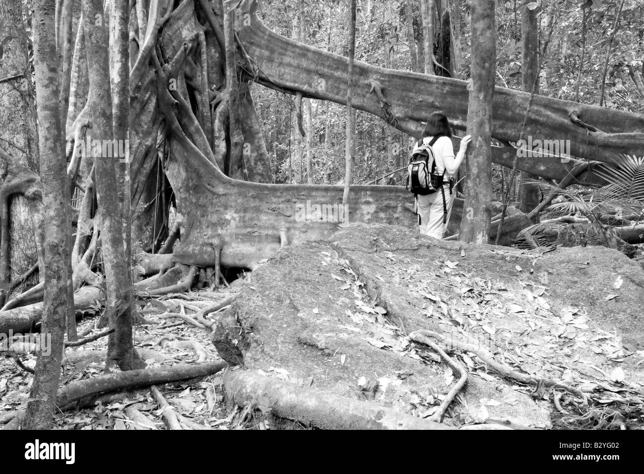 Natürliche Schwibbogen, Daintree Nationalpark, Queensland, Australien Stockfoto