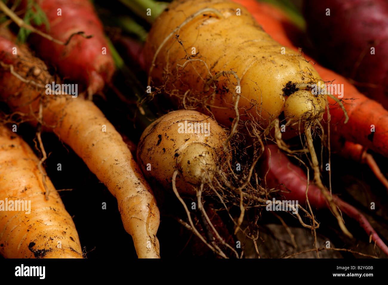 "Regenbogen Karotte" Stockfoto