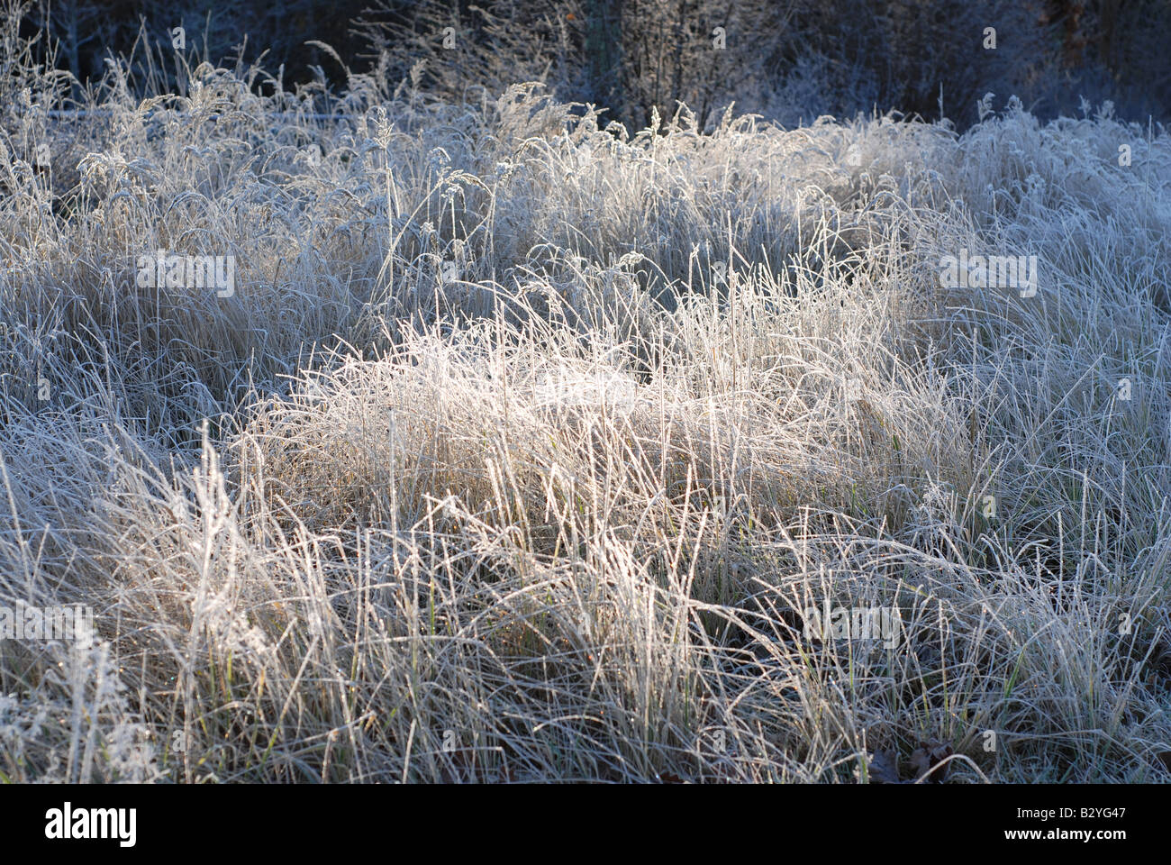 Raureif lange Gras ein Winter Tag Kältegefühl Stockfoto