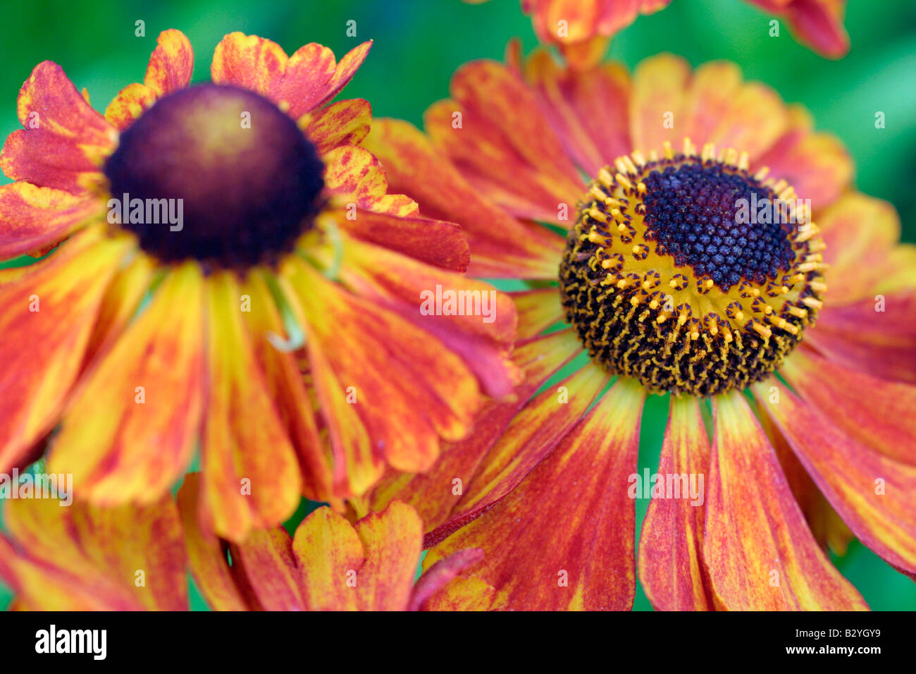 HELENIUM-WONADONGA Stockfoto