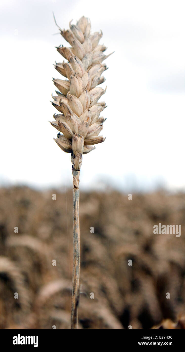 Ohr von Weizen oder Mais in einer eingereichten bereit für die Ernte für entweder Essen oder Bio-Kraftstoff Stockfoto