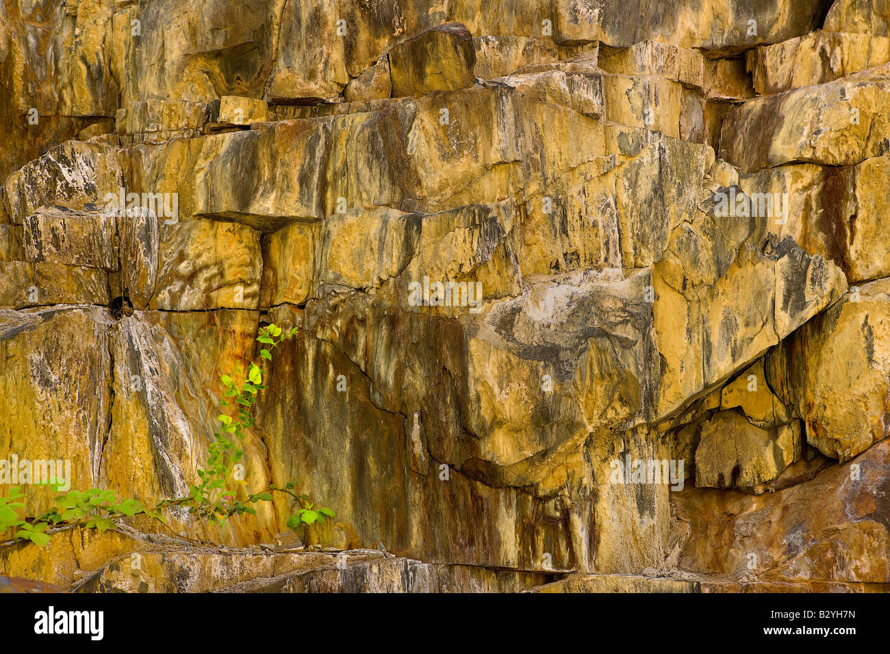 Eine einsame Weinrebe wächst durch einen Spalt in einer bunten Granit Wand Locacted in der Merced-Schlucht westlich von Yosemite National Park Ca Stockfoto