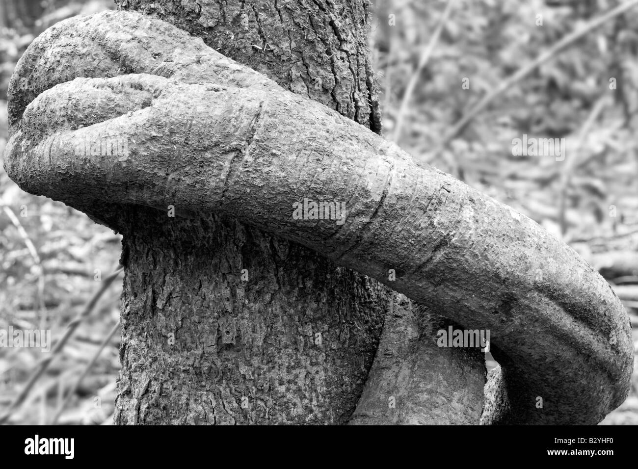 Leistungsstarke Umarmung von einer Liane, subtropischen Regenwald, Queensland Stockfoto