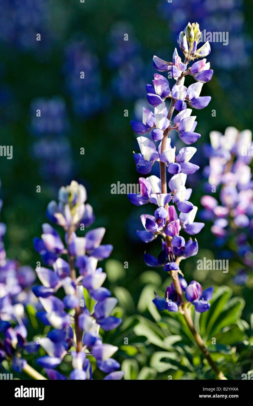 Einzelne Arizona Lupine, Lupinus Arizonicus, erhebt sich über den Rest der Boyce Thompson Arboretum, Arizona Stockfoto