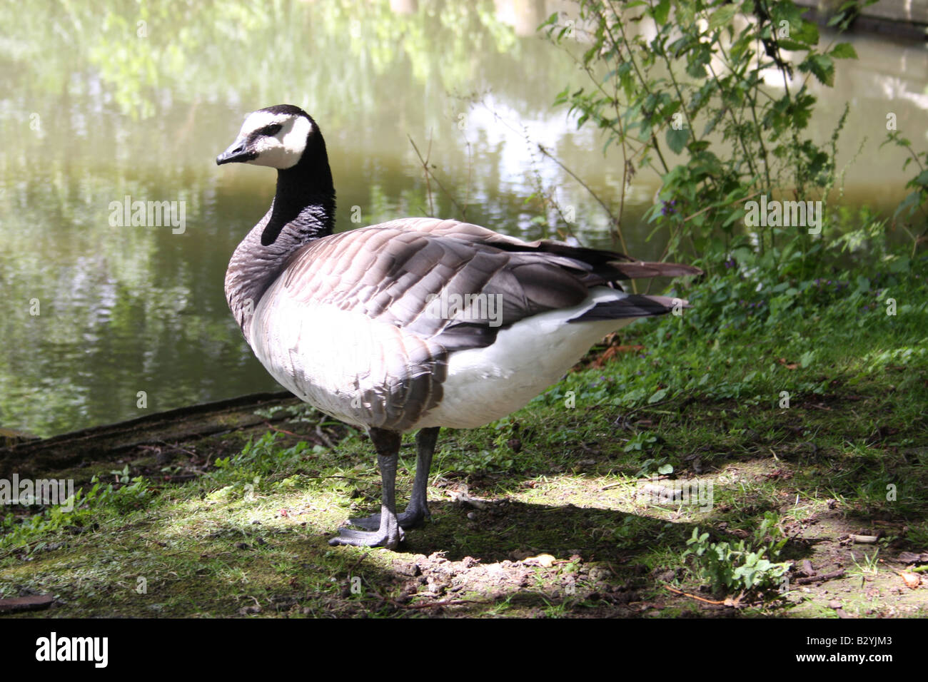 Barnacle Goose Stockfoto