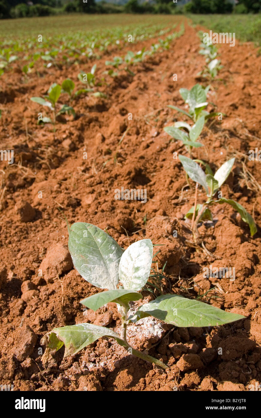 Pestizidrückstände auf jungen Tabakpflanzen wachsen in Feld in Vinales, Kuba Stockfoto