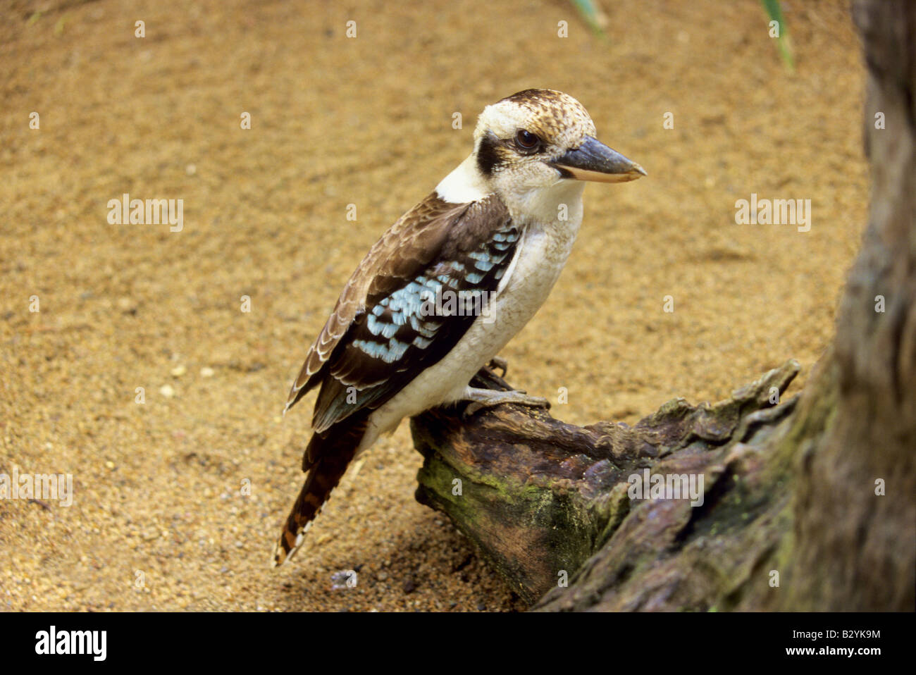 Einheimischen australischen Vogel Kookaburra Stockfoto