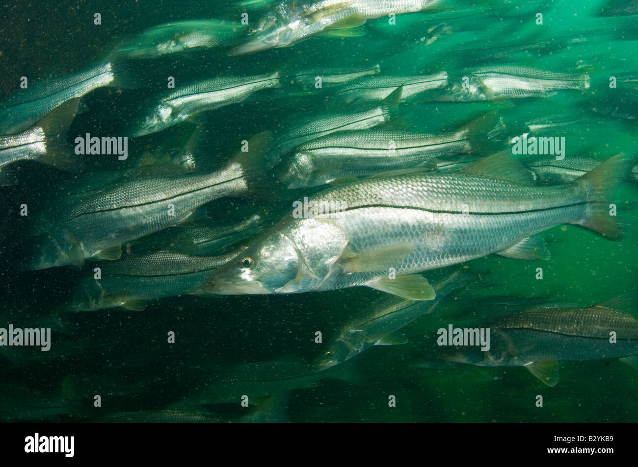 Gemeinsamen Snook Centropomus Undecimalis Schule während einer Kaltfront in Homosassa Springs FL Stockfoto