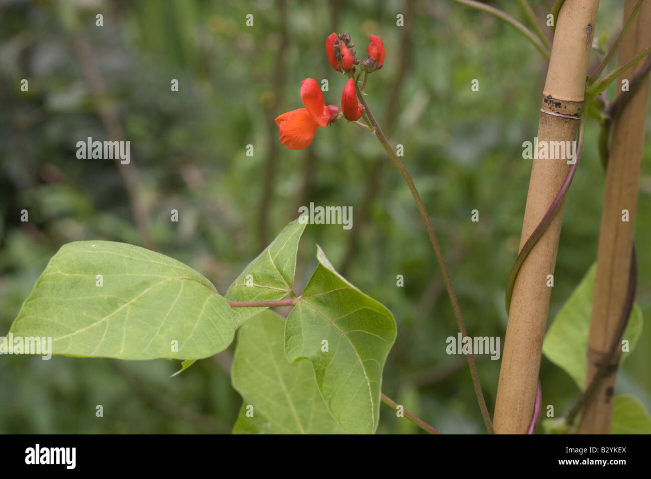 Leuchtend orange Blüten einer Läufer-Bohne Phaseolus Coccineus Enorma Stockfoto