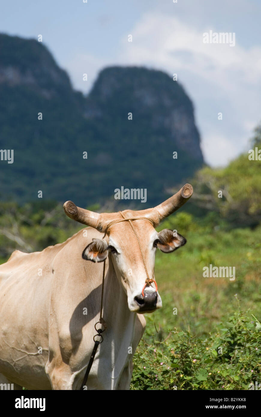 Kuh mit typischen steilen einseitige Kalkstein Mogotes um Vinales Cuba Stockfoto