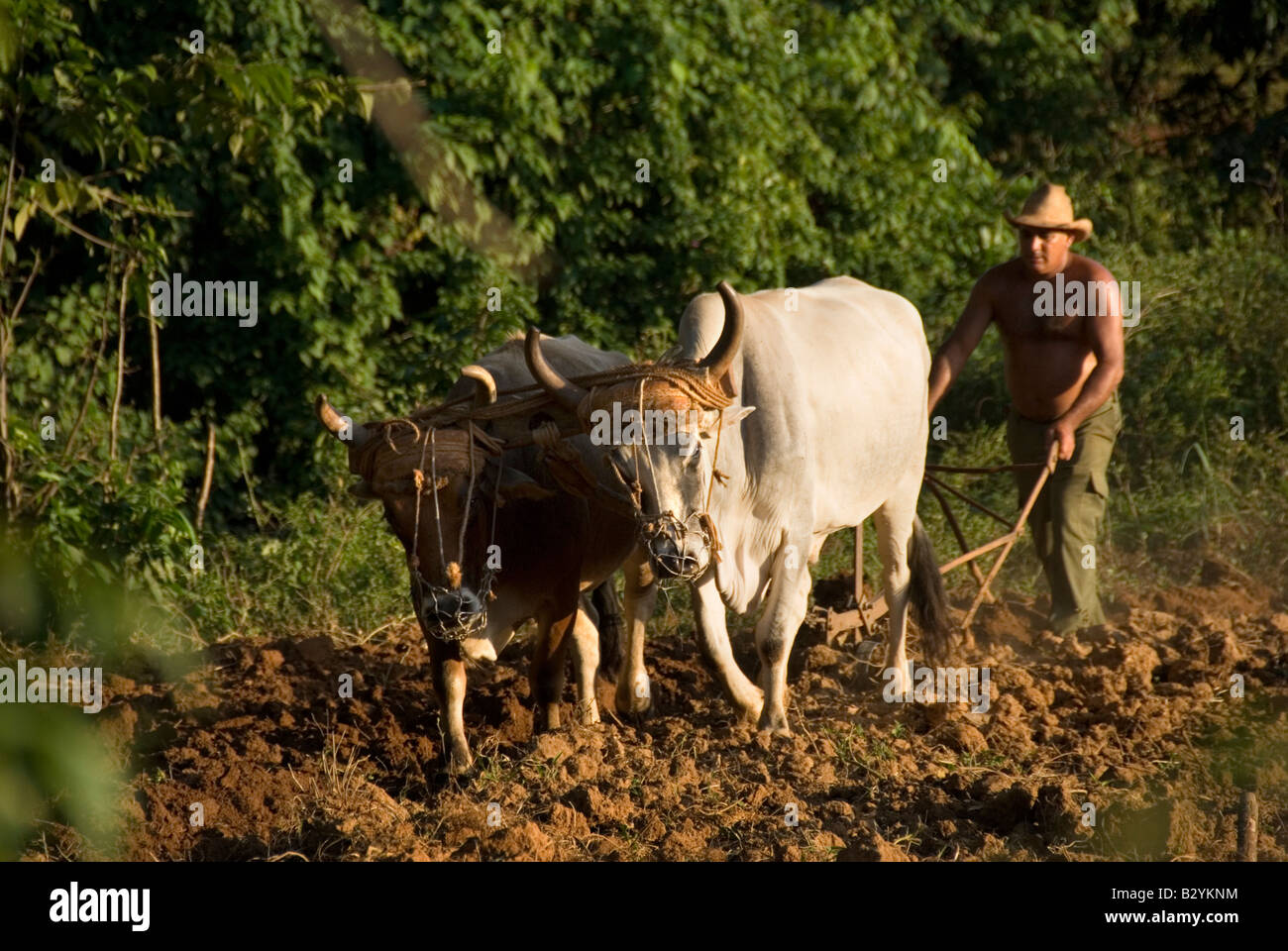 Kubanischen Tabak Landwirt Pflügen mit Ochsen bereit, in Tabak produzierenden Region von Viñales Kuba Pflanzen Stockfoto