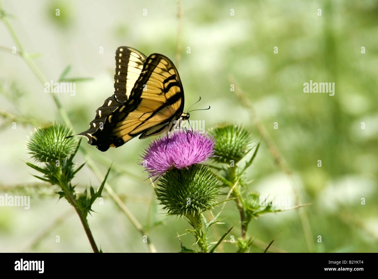 Tiger Schwalbenschwanz Schmetterling auf Bull Distel Blüte Stockfoto