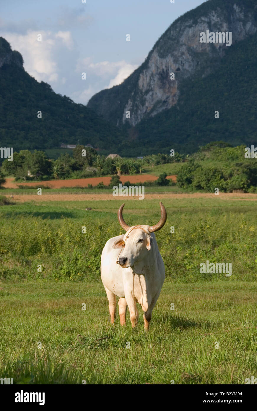 Ochse mit Blick auf die steilen Mogote Kalksteinhügel von Viñales in Kuba Stockfoto