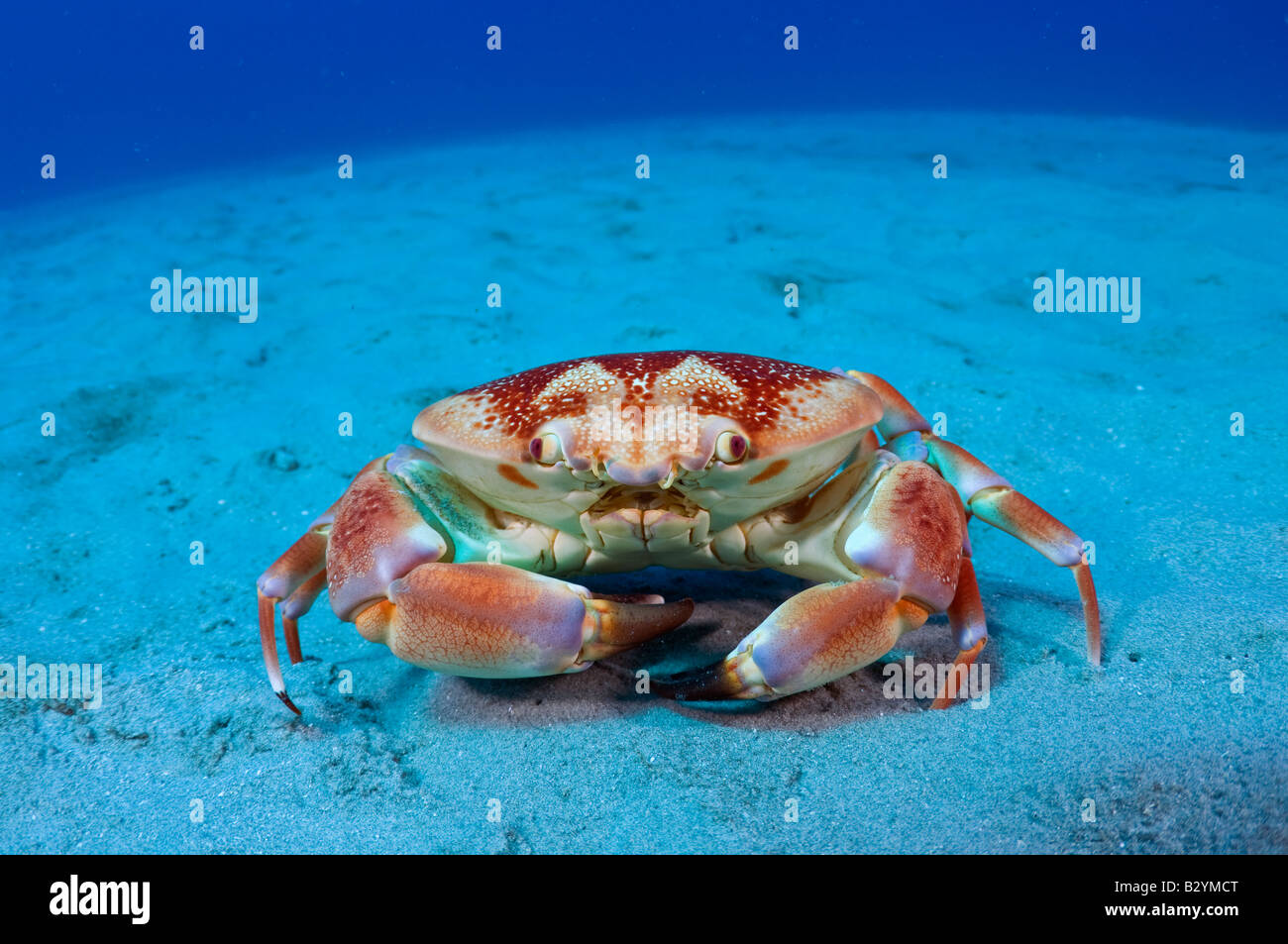 Batwing Krabbe Carpilius Corallinus in Palm Beach FL Stockfoto