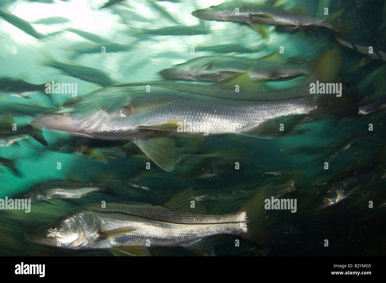 Gemeinsamen Snook Centropomus Undecimalis Schule während einer Kaltfront in Homosassa Springs FL Stockfoto