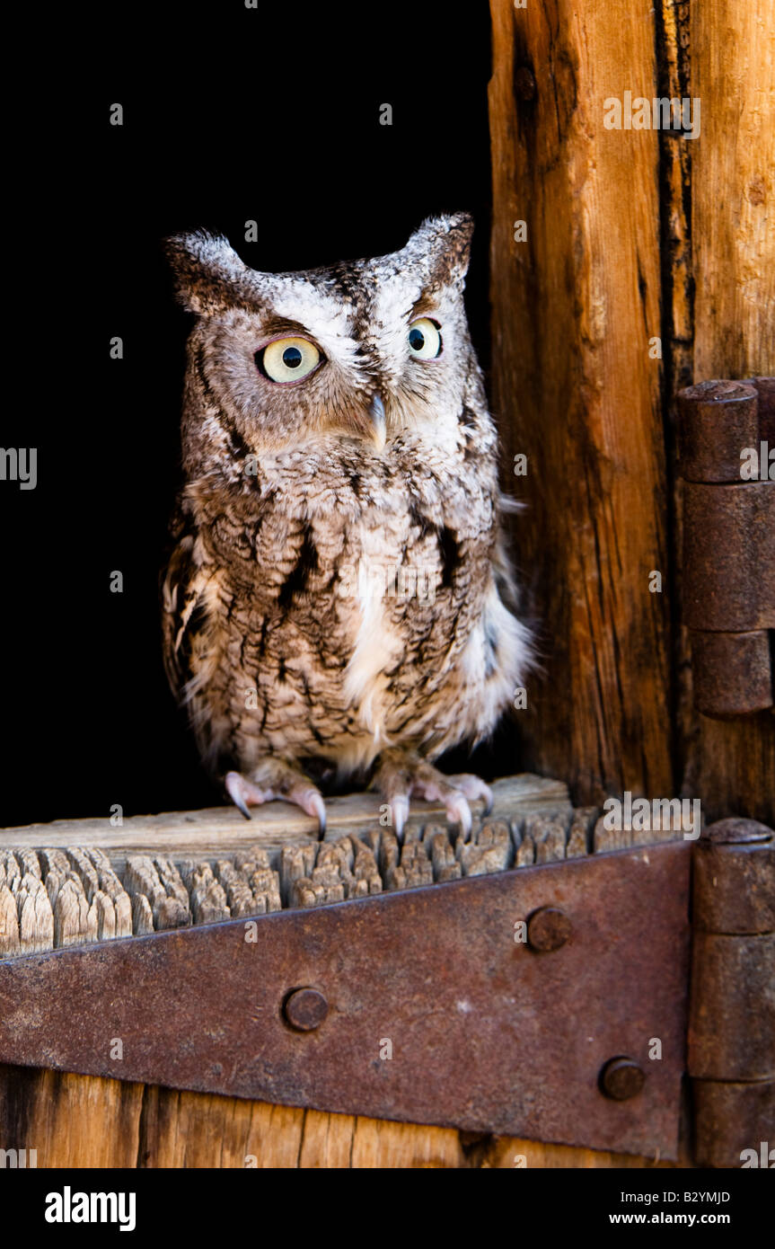 Ost-Kreischeule, Megascops asio Stockfoto