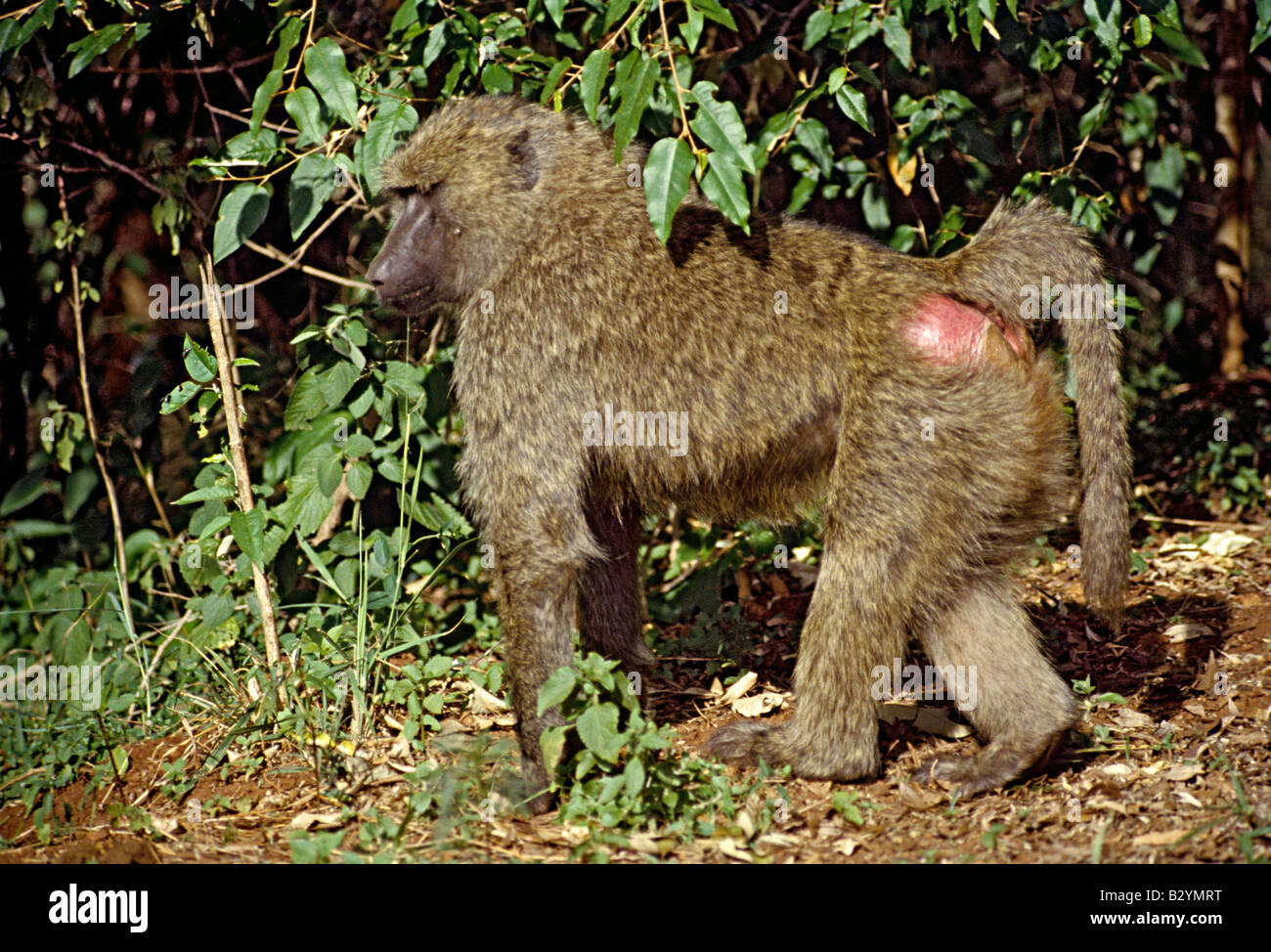 Pavian (Papio Hamadryas) Mount Kenya National Park Zentralkenia Stockfoto