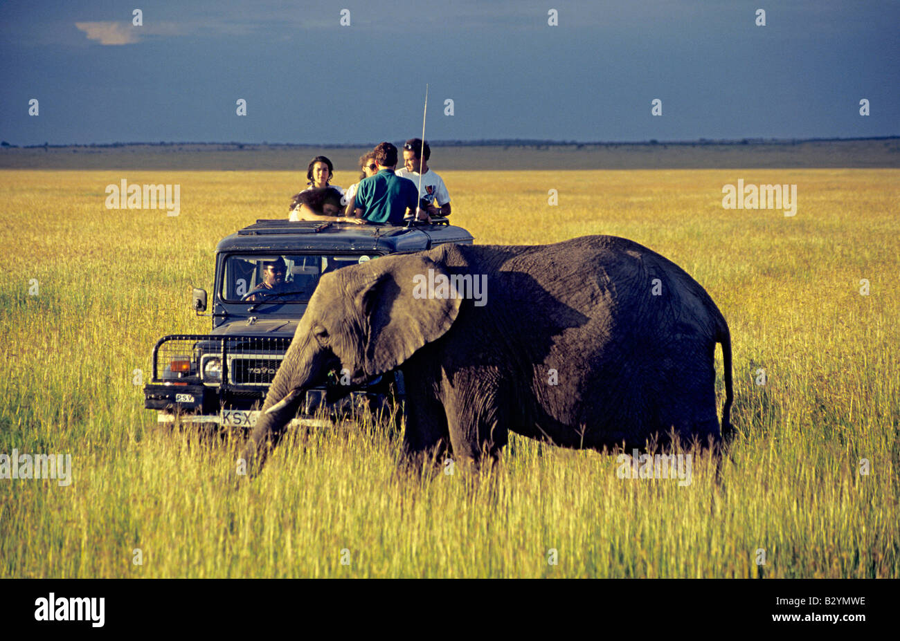 Elefant und Touristen, Masaai Mara Reserve, Kenia Stockfoto