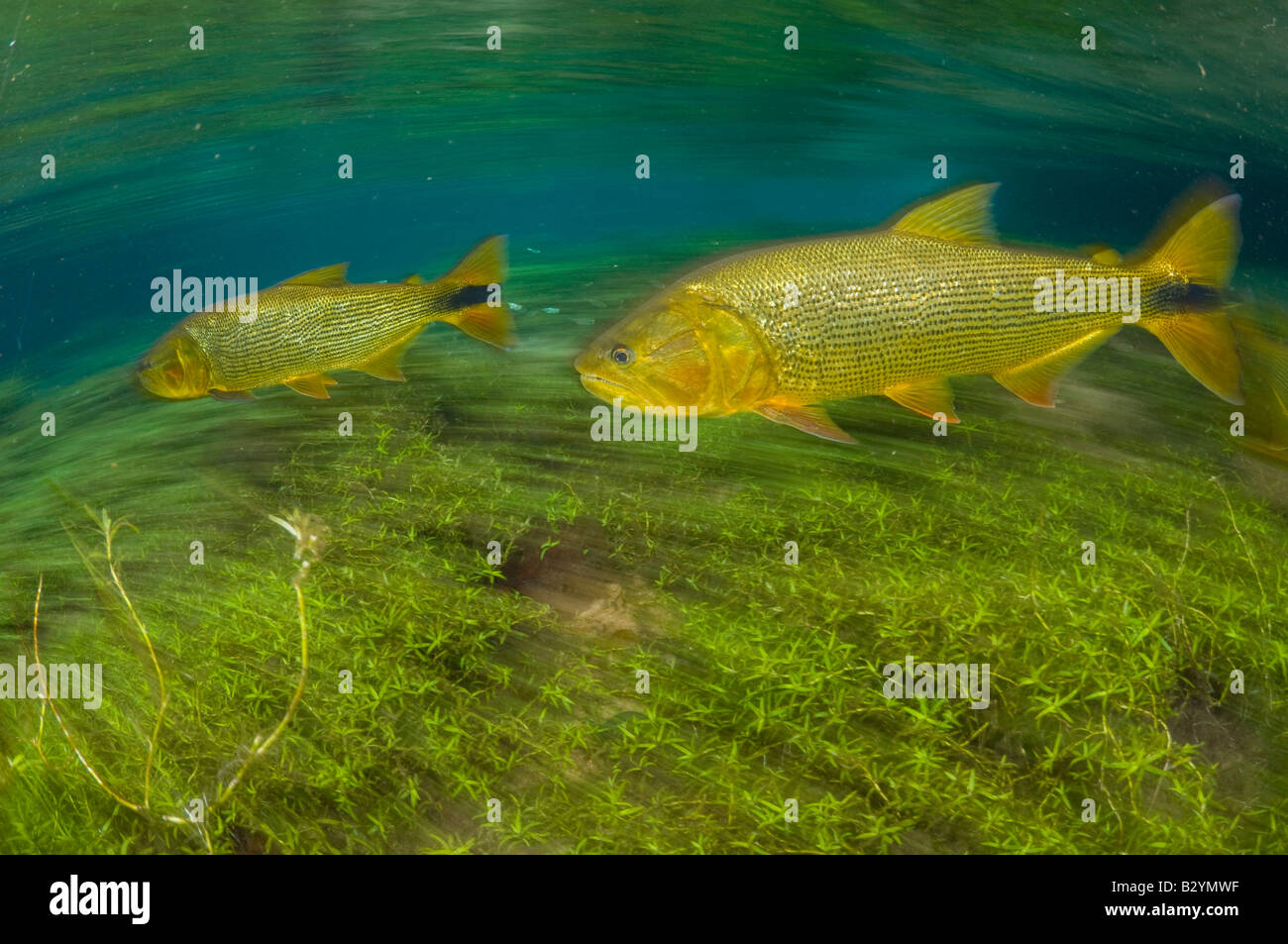 Dourado Salminus Brasiliensis einen großen räuberischen Gamefish in Bonito, Brasilien. Stockfoto