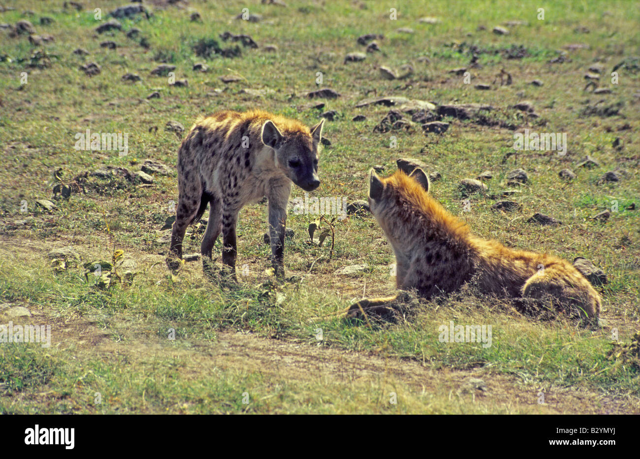 Beschmutzte Hyäne oder lachen Hyäne, ist (Crocuta Crocuta) eine fleischfressende Säugetier der Familie Hyaenidae. Masaai Mara Reserve, Kenia Stockfoto