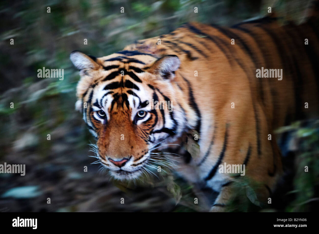Ein wilder Tiger gleitet durch die Bürste im Ranthambore Nationalpark in Rajasthan Indien 1. Februar 2008 Stockfoto