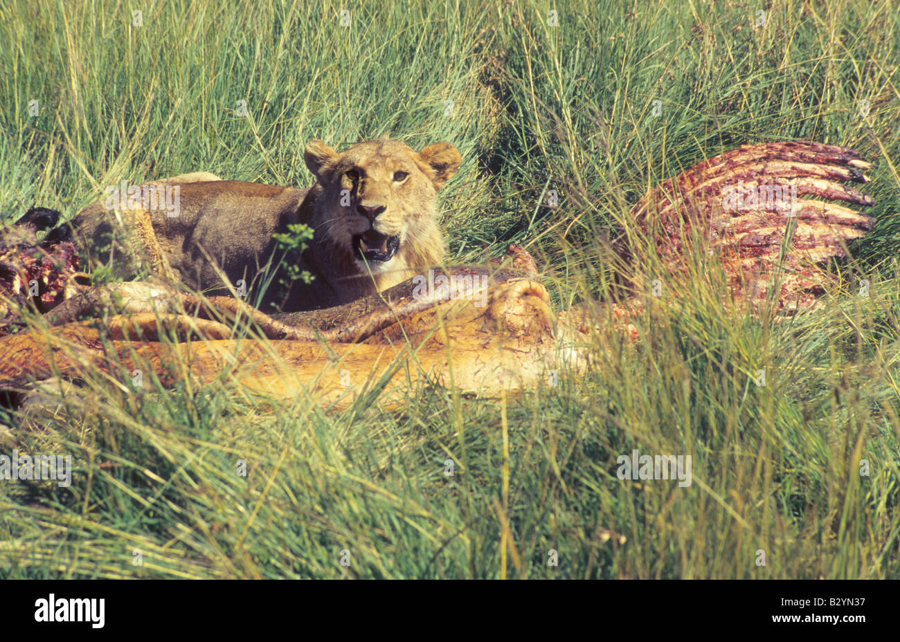 Löwen (Panthera Leo) zu töten, Masaai Mara Reserve, Kenia Stockfoto