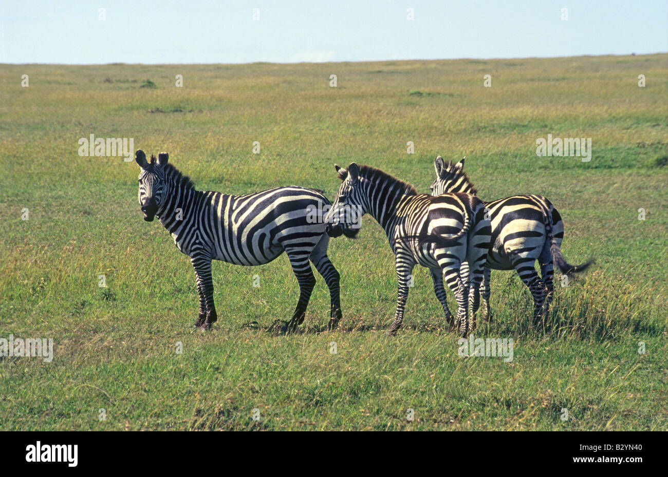 Zebra (Equus Quagga, ehemals Equus Burchelli), auch bekannt als das gemeinsame Zebra oder die Burchell-Zebra Masaai Mara Reserve Stockfoto