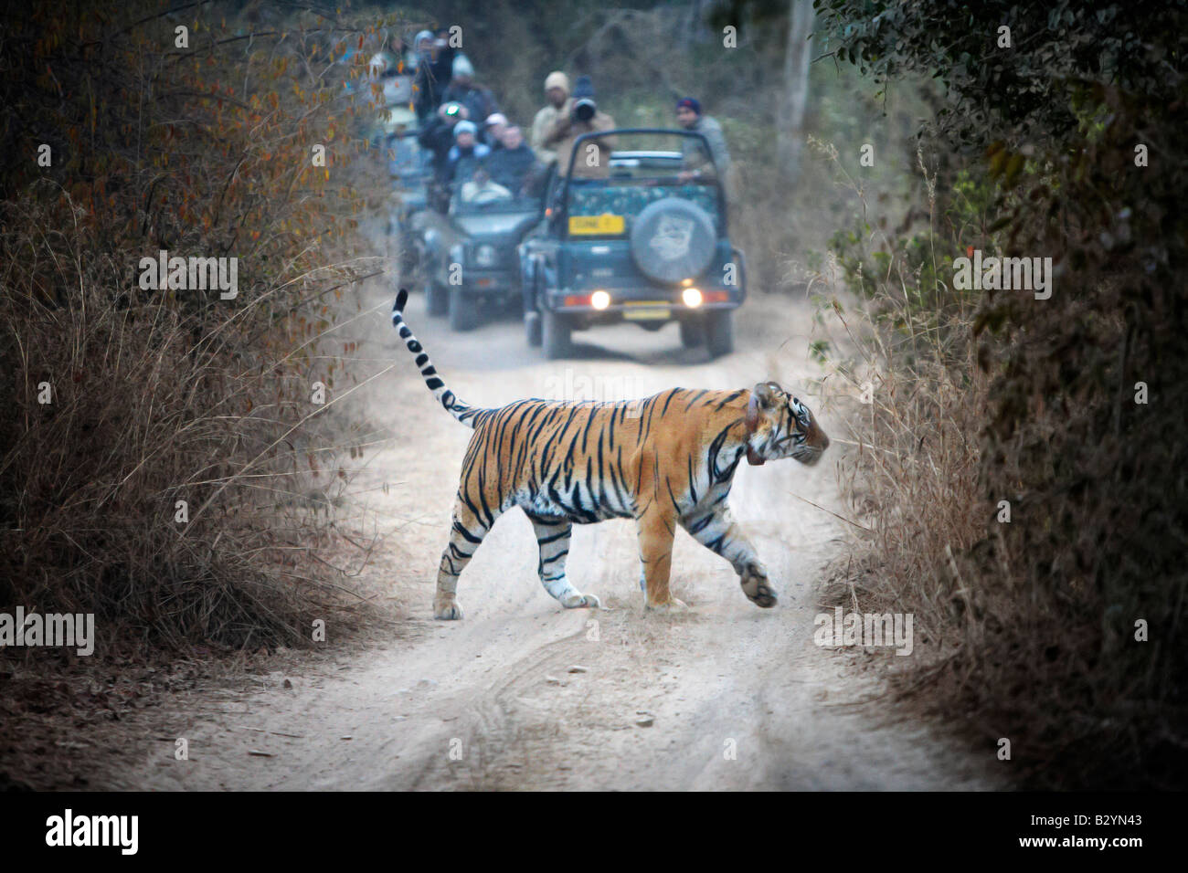 Ein wilder Tiger kreuzt die unbefestigte Straße mit Touristen in Fahrzeugen, die im Hintergrund beobachten. Stockfoto