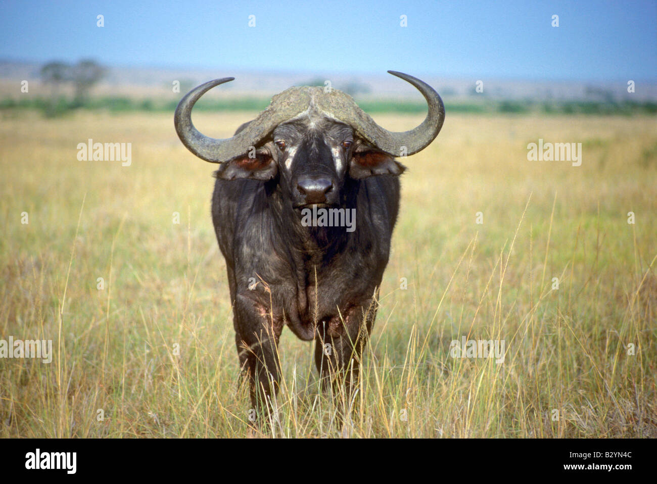Kaffernbüffel (Syncerus Caffer) ist ein Bovid aus der Familie der Horntiere. Masaai Mara Reserve, Kenia Stockfoto